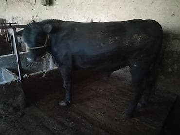 все о кошках британской породы: Продаю | Бык (самец) | Для разведения | Племенные — 2