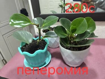 поделки на осень: Декабрист (Schlumbergera) — комнатный кактус с плоскими членистыми — 25