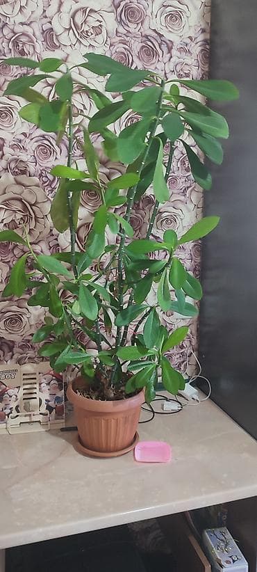 Инструменттер: Продам — 1