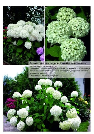 цветы гартензии: Гортензия! Шикарная Гортензия! Метельчатая, крупнолистная, древовидная — 4