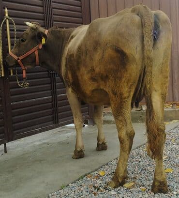 кыргыз добот ит: Продаю | Корова (самка) | Алатауская, Швицкая | Для молока | Искусственник — 4