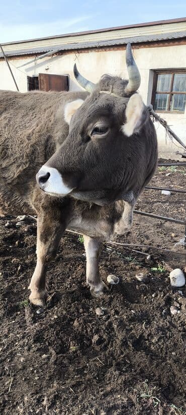 белый мёд: Продаю | Корова (самка) | Швицкая | Для молока | Племенные, Стельные — 10