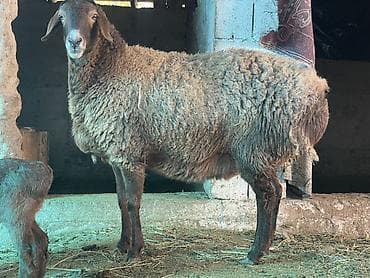 семис козу: Продаю | Овца (самка) | Для разведения | Матка — 2
