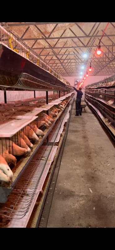 продажа щенков немецкой овчарки с документами в бишкеке: Продаю или меняю клетки для кур несушек на 5280 мест комплектующие — 7