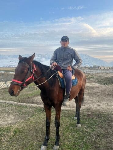 седло для осла: Продаю | Конь (самец) | Конный спорт, Рабочий | Осеменитель — 1