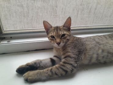 Грызуны: Срочно ищем новый дом для полосатой кошечки-домоседки! В связи с — 1