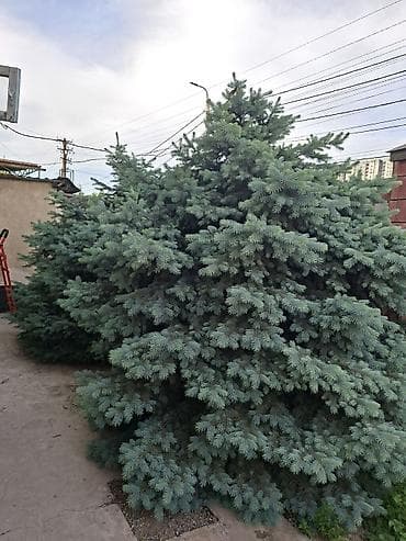 Үй жана бакча: Голубая ель 2.20 высота. ширина 2 м — 2