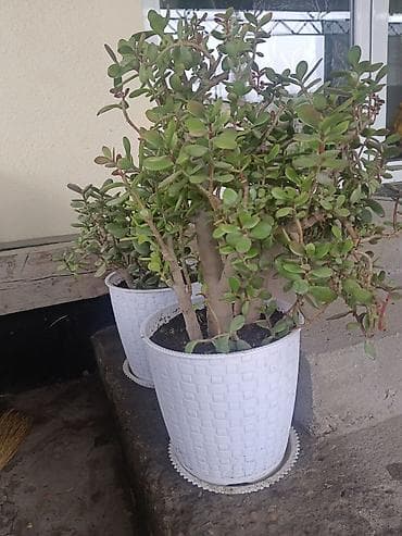 Толстянка (Crassula ovata, денежное дерево) в декоративном кашпо. -