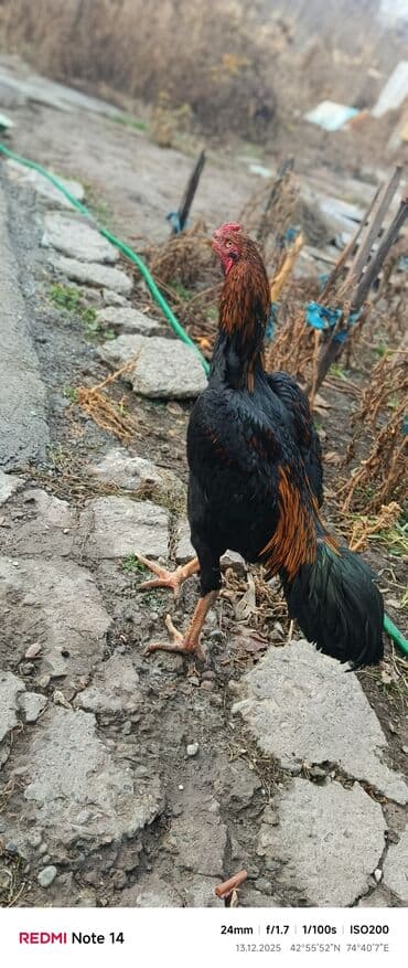 сколько стоит ротвейлер щенок: Продаю | Петух | Дакан | Для боев — 6