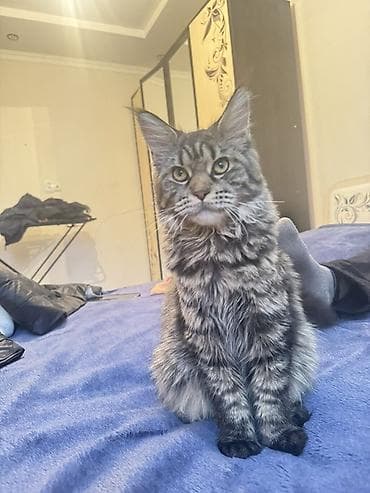 саванна кошка купить: Мейн-кун, 8 месяцев, Девочка, Приучена к лотку — 1