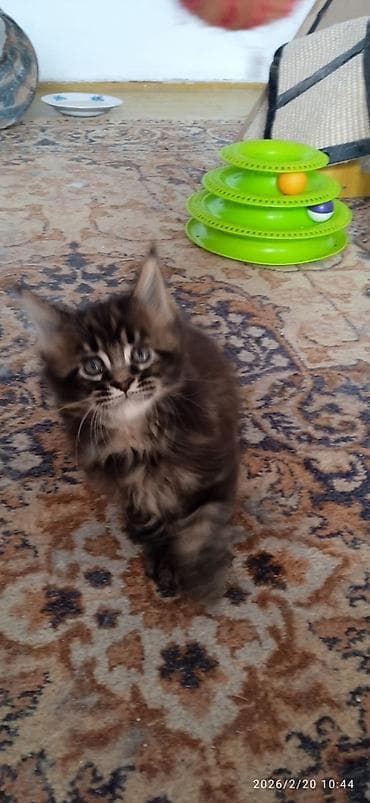 метис сибирской кошки: Мейн-кун, 1 месяц, Мальчик, Приучена к лотку — 1