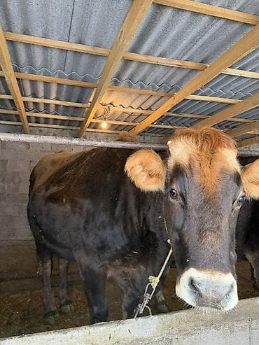 кызылча уругу сатылат: Сатам | Уй (ургаачы) | Аргын | Сүт алуу үчүн | Байланган — 10