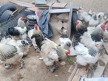 комбикорм для кур: Продаю | Куры | Брама | Для разведения — 6