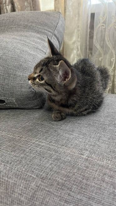 отдам даром вислоухого котенка: Мышык бекер берилет: Породасыз, 3 айлык, Ургаачы, Лотокко барууга үйрөтүлгөн — 3