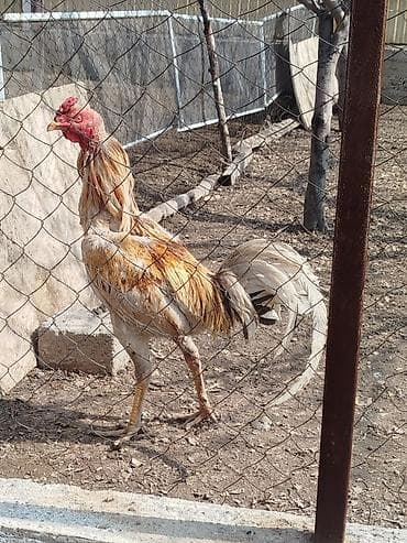 вызов ветеринара на дом: Короз сатылат активный алмашу жолдору бар жемге жугоруго дамашный — 4