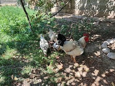 сколько стоит кролик: Продаю | Куры | Домашняя | Для разведения — 1