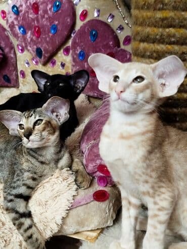 шотландская золотая шиншилла цена: Ориентальная, 2 месяца, Девочка, Черепаховый — 3