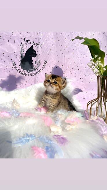 Британская короткошёрстная, 1 месяц, Мальчик, Золотая шиншилла, Приучена к лотку, Проглистована, С документами