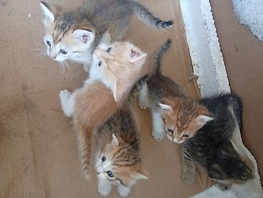 новорождённые котята: Отдам веслоухих котят в добрые руки,токмок,.все котята уже — 5