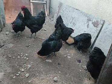 дикоротивные куры: Продаю | Куры | Домашняя | Для разведения — 4