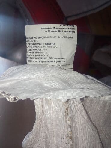 газон для поля: Семенной ячмень (Арпа урук 1 гектардан 5-6 тонна берет) — 6