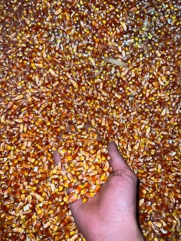 сухой корм для кошек оптом: Кукуруза сухаячистая, росыпью.красная — 1