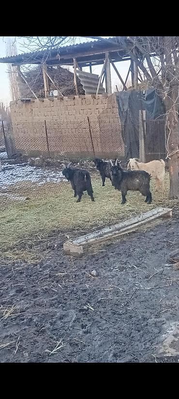 жаны уйлор: Сатам | Теке (эркек) | Аргын, Битал | Союуга, Көбөйтүү үчүн | Асыл тукумдуу, Жасалма жол менен боозутуу — 1