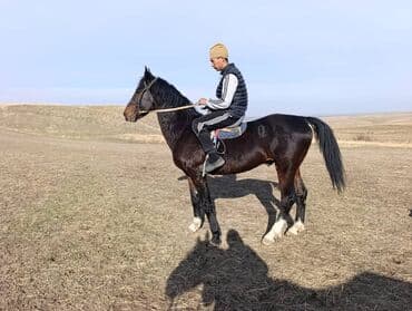 хочу купить щенка немецкой овчарки: Продаю | Конь (самец) | Рабочий — 4