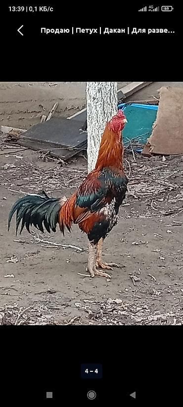 мал караганы: Продаю | Петух | Для разведения — 2