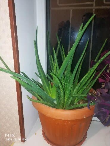 купить газонную траву в бишкеке: Алое Вера разные года,высота.ватсапп — 1