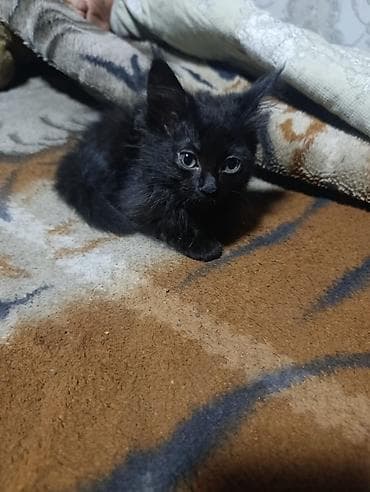 приют для кошек: Отдаю в добрые руки котят, все мальчики. К лотку приучены — 4