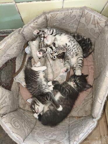 котят купить: Котята, помёт из 4 малышей. Родились 27 апреля - 2 девочки,и 2 — 4