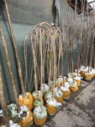 самшит декоративный кустарник: Көчөттөр дарактардын: Арчалар — 24