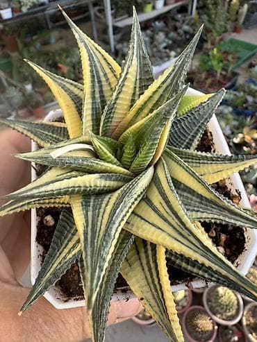 Суккуленты и кактусы — коллекционные редкости - Гастерия/Хавортия