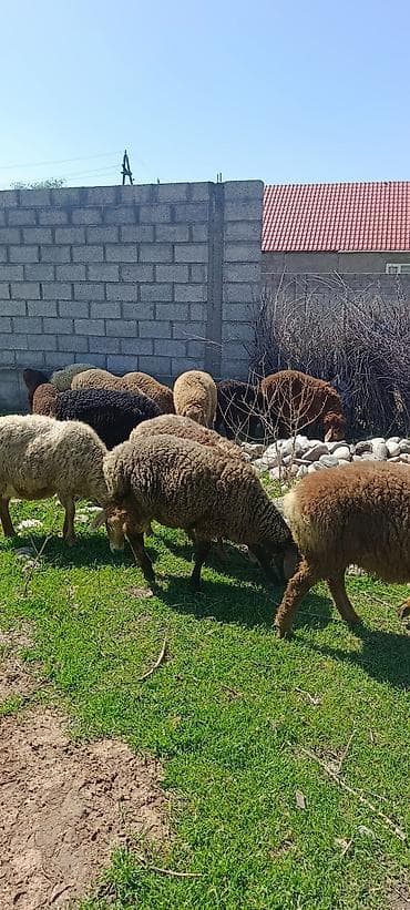 бараны самец: Продаю | Овца (самка) | Для разведения — 2