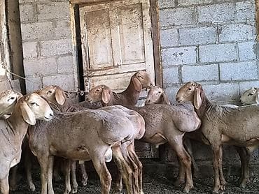 купить собаку лайку: Продаю | Баран (самец) | Арашан — 3