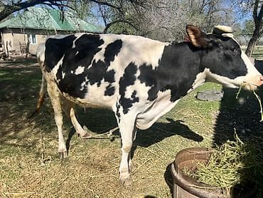 продаю эшака: Продаю | Корова (самка) | Голштин | Для молока — 1