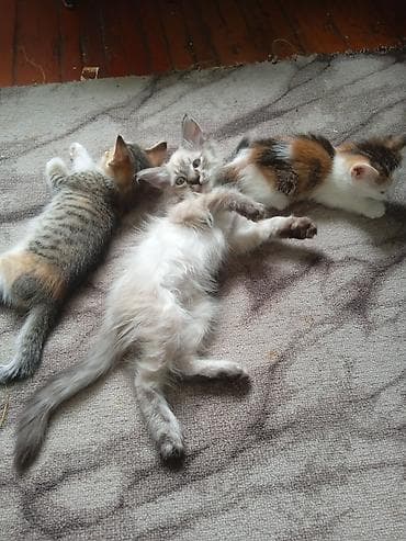Отдам в хорошие любящие руки 2 месячных котят 2 девочки и один at lalafo.kg Отдам в хорошие любящие руки 2 месячных котят 2 девочки и один
