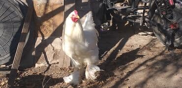 дойный аппарат для коров: Продаю | Куры | Брама | Для разведения — 5