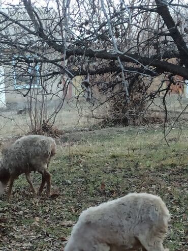 купить домашнюю черепаху: Продаю | Баран (самец) — 5