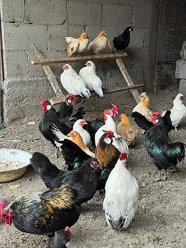 страус цена бишкек: Продаю кур петухов бентамки — 3