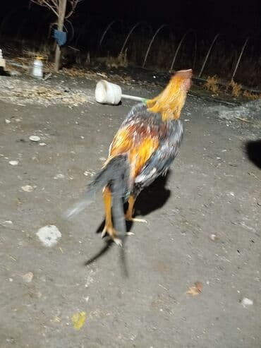 животные на р: Продаю | Петух | Бойцовая | Для разведения — 6