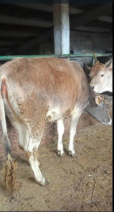 лошадь самка: Продаю | Корова (самка) | Полукровка | На забой | Привязанные — 4