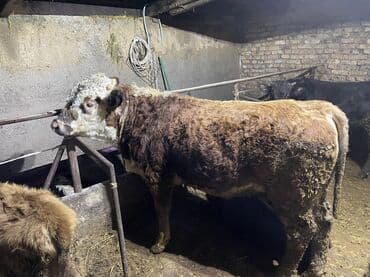 Уйлар, букалар: Сатам | Бука (эркек) | Герефорд | Бордоп семиртүү үчүн | Байланган — 5