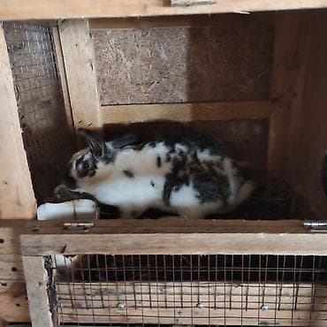 сколько стоит хомяк: Продаю | Крольчиха (самка) | Для разведения — 2