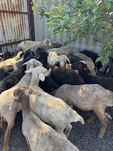 инкубатор умница: Продаю | Овца (самка), Ягненок, Баран (самец) | Гиссарская, Полукровка, Меринос | На забой, Для разведения, Для шерсти | Племенные, Кастрированные, Осеменитель — 1