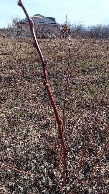 детская кроватка с люлькой и балдахинами: Саженцы малины (побеги с корнем) - Многоствольные кусты с мощными — 2