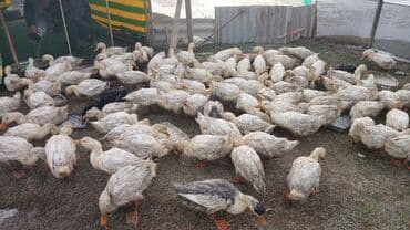 сельскохозяйственные животные продажа: Утки – молодняк на подворье - Породы/масти: в основном белые утки — 2