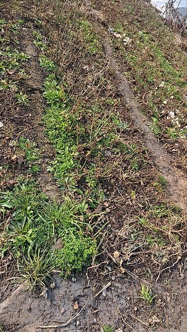 монстера с белыми листьями купить: Самовывоз — 1