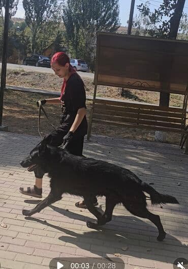 акустические системы sharp колонка в виде собак: Немецкая овчарка, 3 месяца, Самец, С прививкой — 11